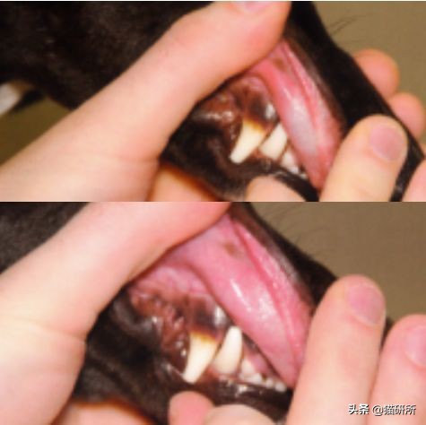 猫咪全项检查都有什么,猫咪的17项基础检查