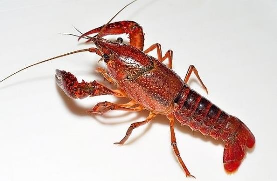 龟类的进化过程图片,龟鳖目动物外形特征