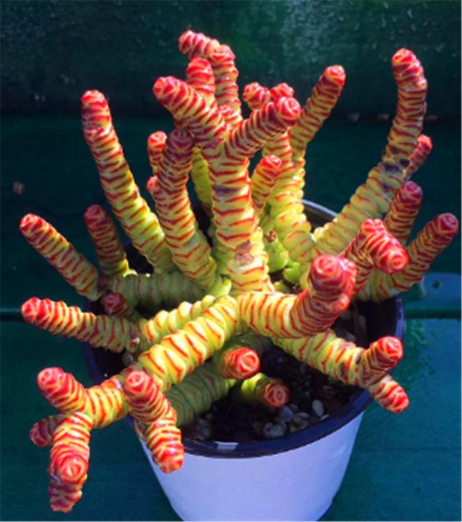 钱串子怎么变红,钱串子变红的原因是什么