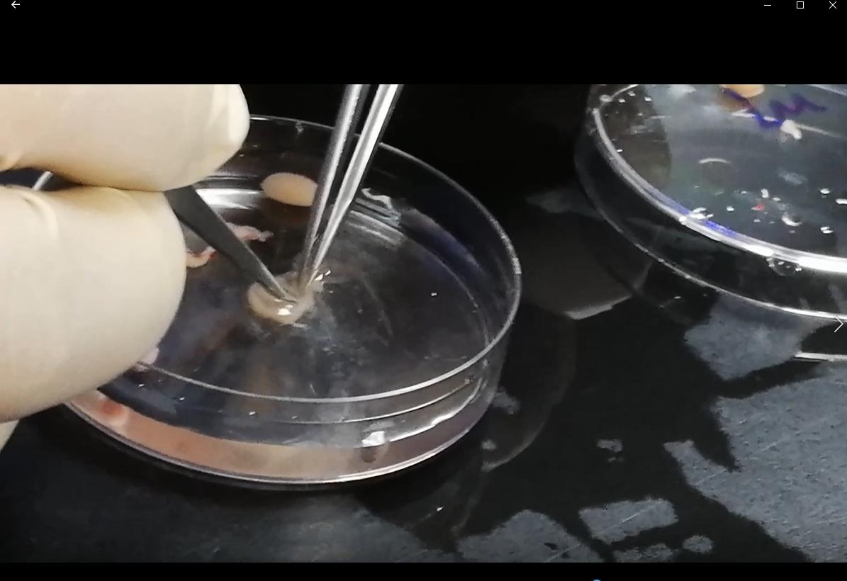 精子科学简史,生物学家辟谣精子的真相