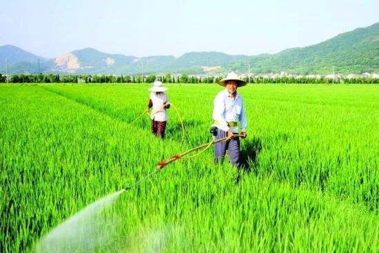 水稻肥过量补救方法,水稻施肥过量有药物解救