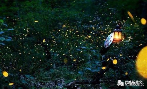 萤火虫是黑夜里的天使,萤火虫是绿色的光芒
