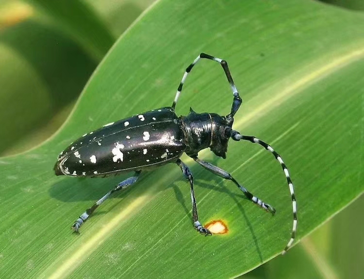 北方常见的昆虫科普知识大全集,南方动植物昆虫实物图鉴
