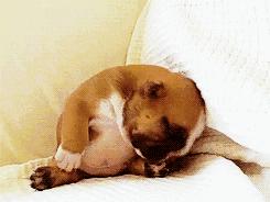 困成狗是什么样子,看看你家小狗的睡姿