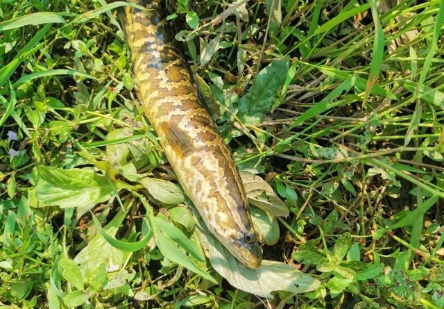 路亚黑鱼用什么颜色的雷蛙好,路亚黑鱼是雷蛙好还是软虫好