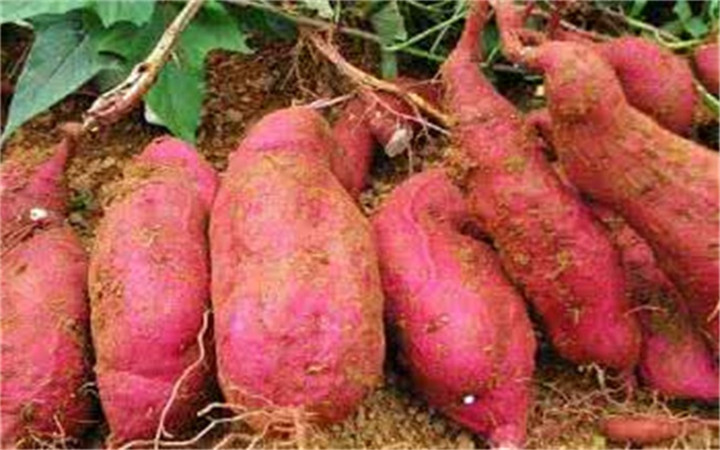 红薯栽后多少天进入膨大期,夏季秧苗下雨应该怎样管理