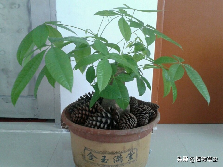 发财树冒芽但就长不起来怎么办,发财树锯到什么位置最容易冒芽