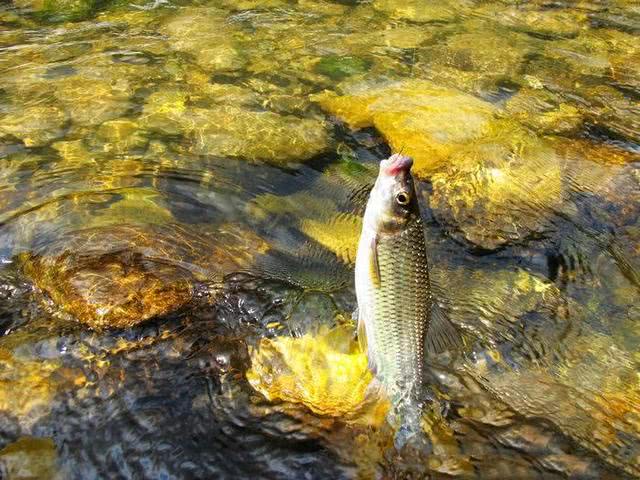 黑坑钓鱼和野钓的区别,为什么说野钓的钓不了黑坑