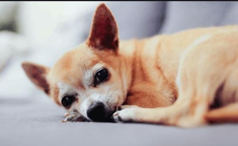 小狗拉暗红色稀水,小狗尿出来黄绿色的