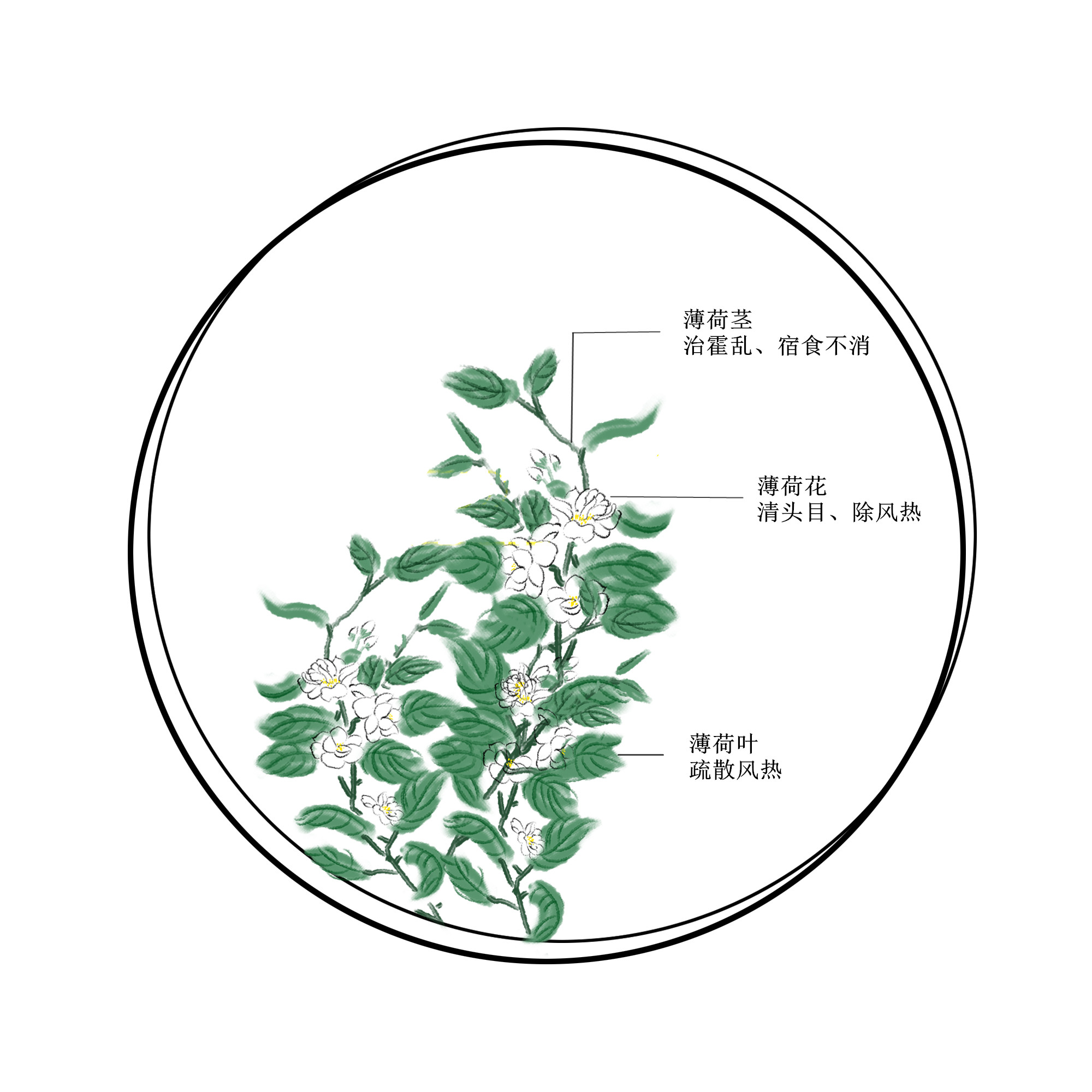 正宗中药薄荷,中药材知识分享之薄荷