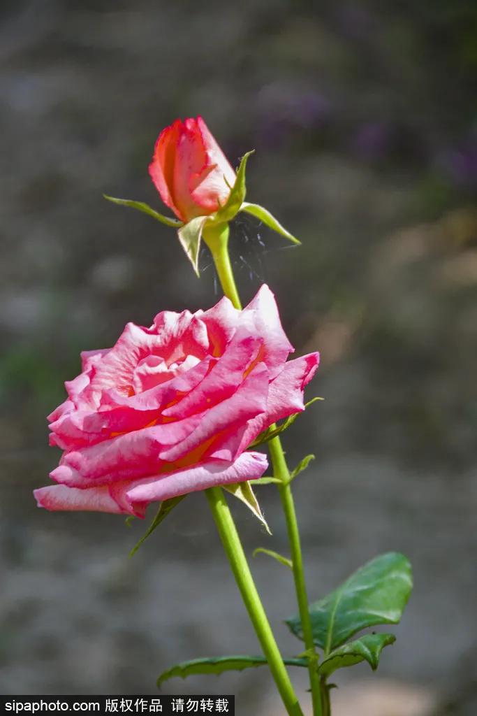 全球最美十大花海美到令人心醉,全球最漂亮花海