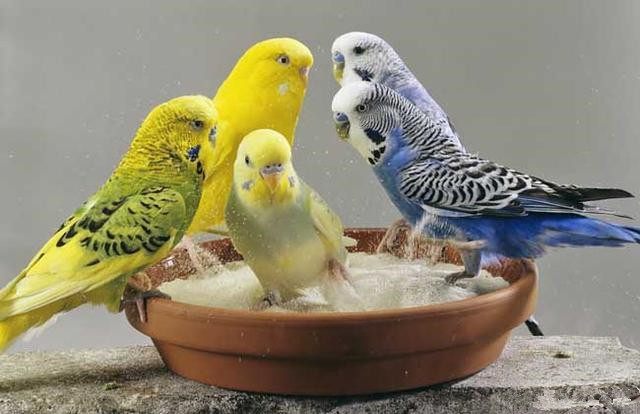 想养鹦鹉？第一只鹦鹉盘它准没错！看完养死1只我赔你10只