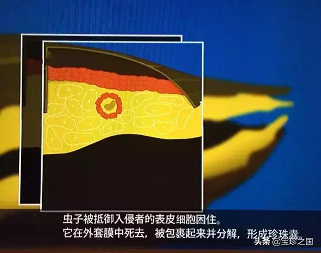 智识珍珠08|海螺珠：诞生于深海的火焰