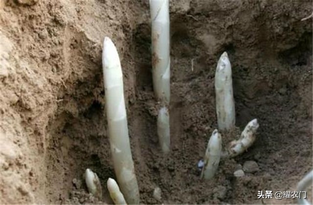 白芦笋的种植方法和时间,芦笋怎样种植比较好吃