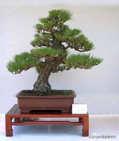 盆景造型图解黑松盆景,盆景黑松怎么养护