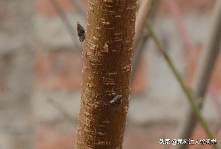 桃养人，可要种好桃，这些桃的特性要了解