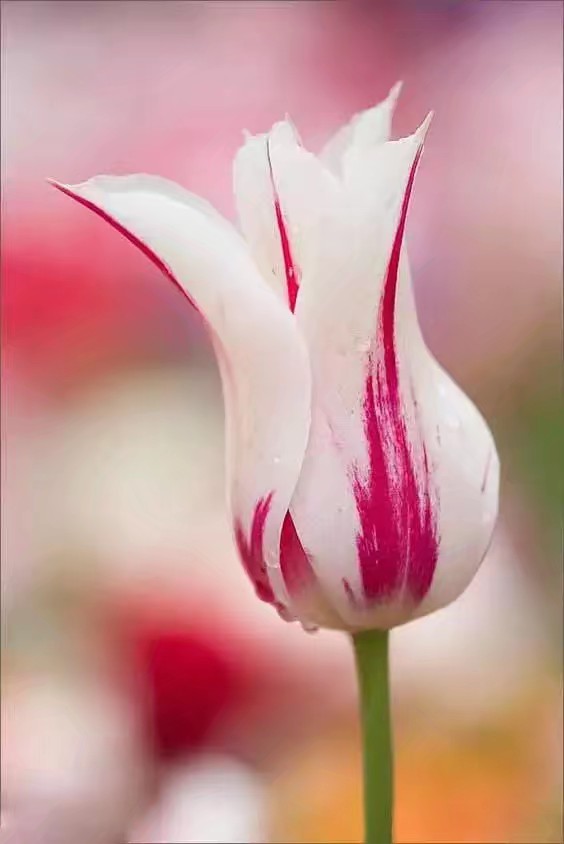 郁金香植物园欣赏,精美郁金香图片欣赏