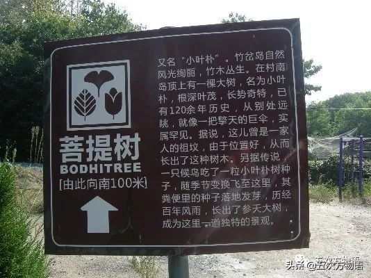 菩提树根手串怎样辨别真假,真实的菩提树