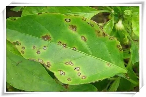 辣椒病害图谱大全大图,辣椒病害大全图片及防治方法