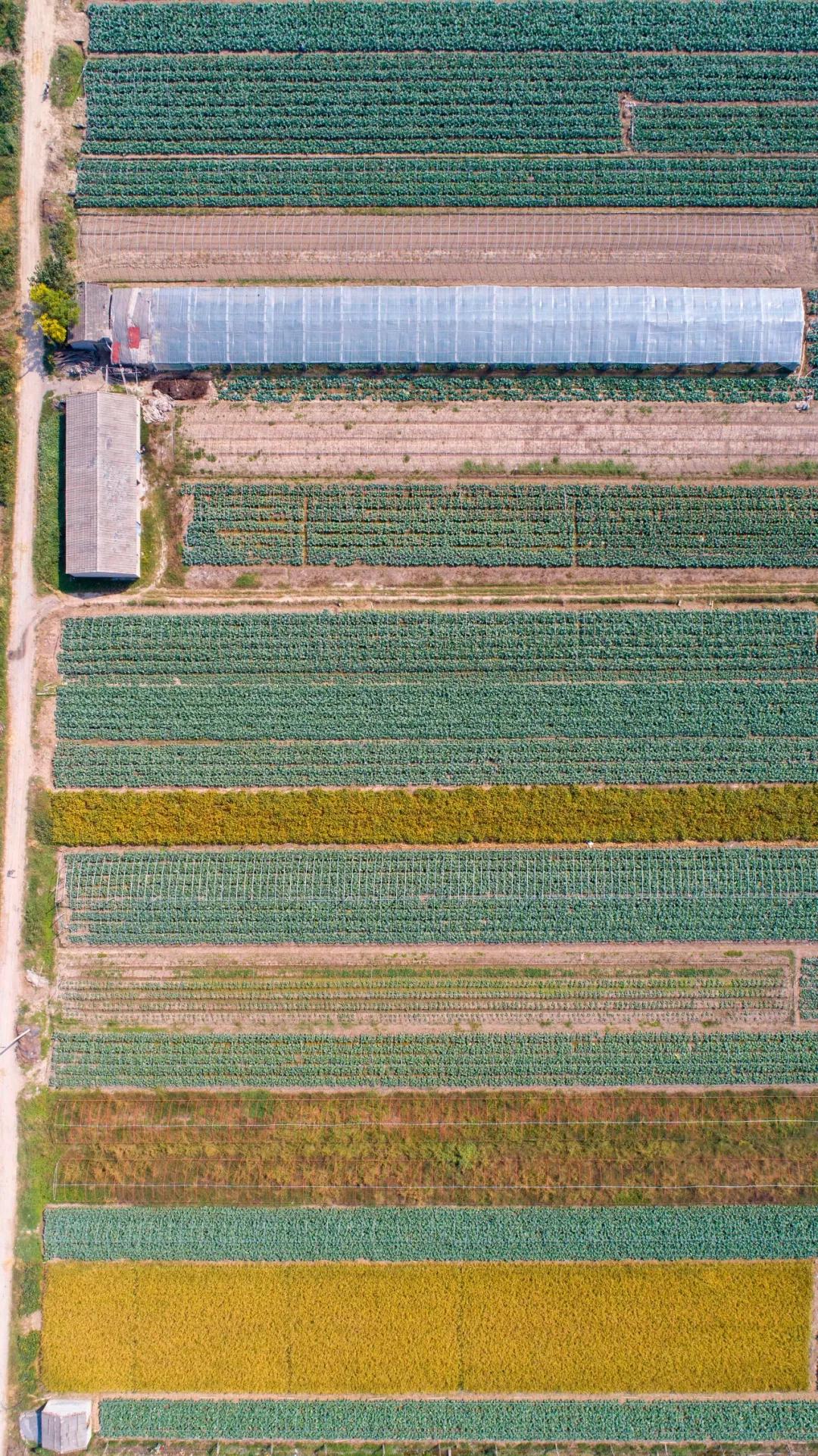 南北相济，中国580多个“菜篮子”是如何炼成的？