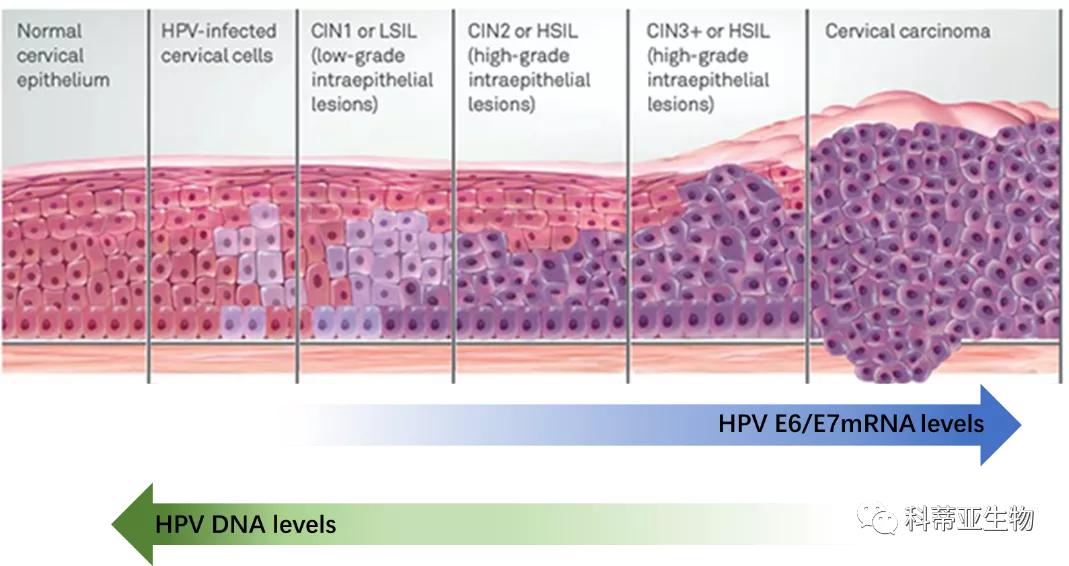 hpv必须知道的几件事,国际hpv知晓日2024年主题