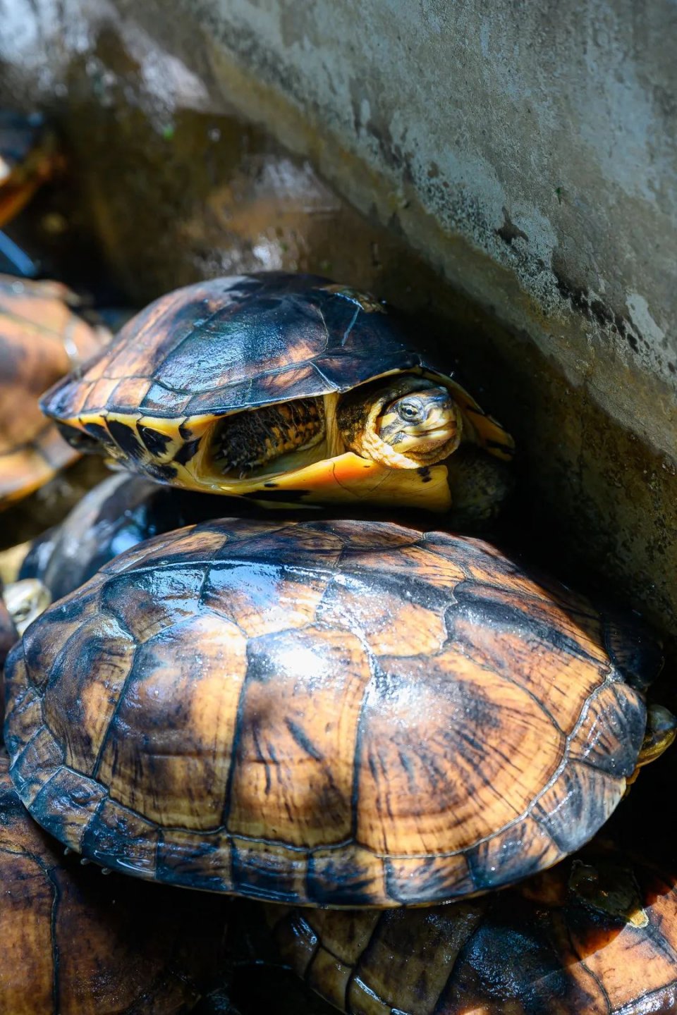 奶奶做豆沙糕视频,奶奶做巧克力奶茶
