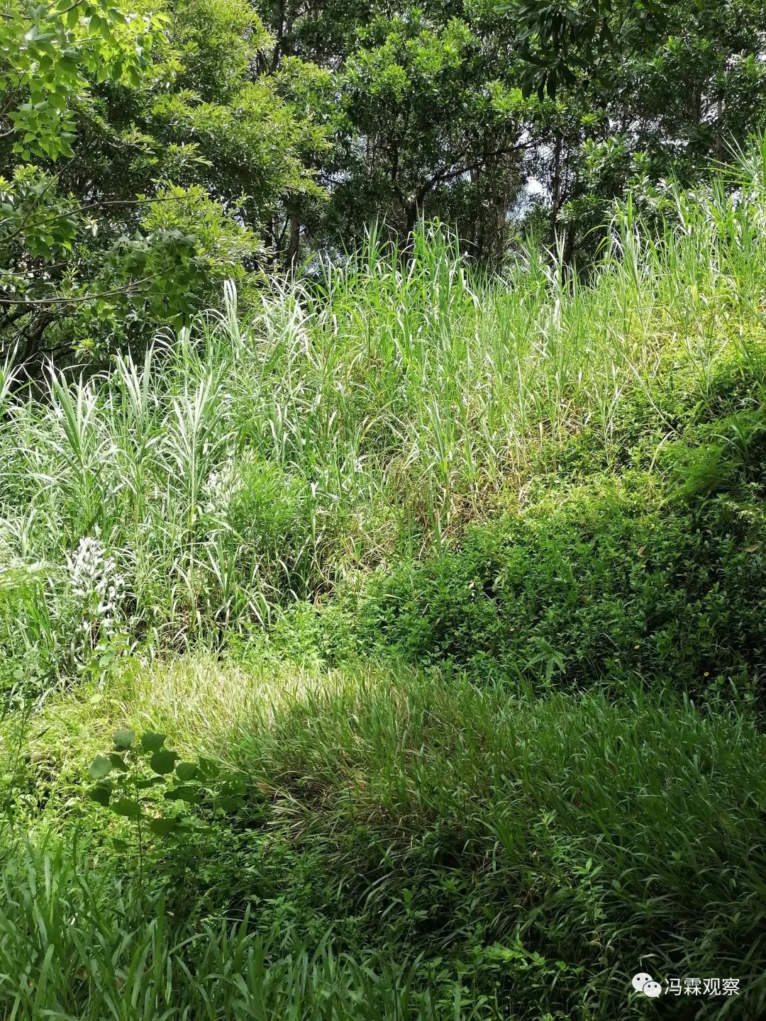 从清茶中飘出来的悠美短文！（文化观察之一O三）