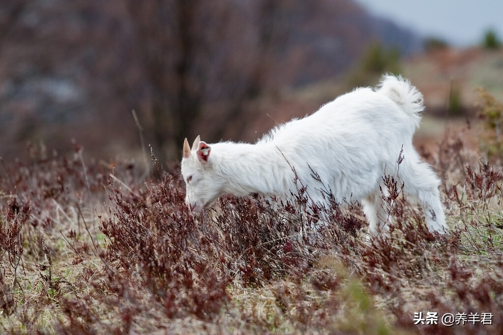 母羊生日两天了胎衣不下怎么解决,母羊胎衣有可能一个多星期不下吗