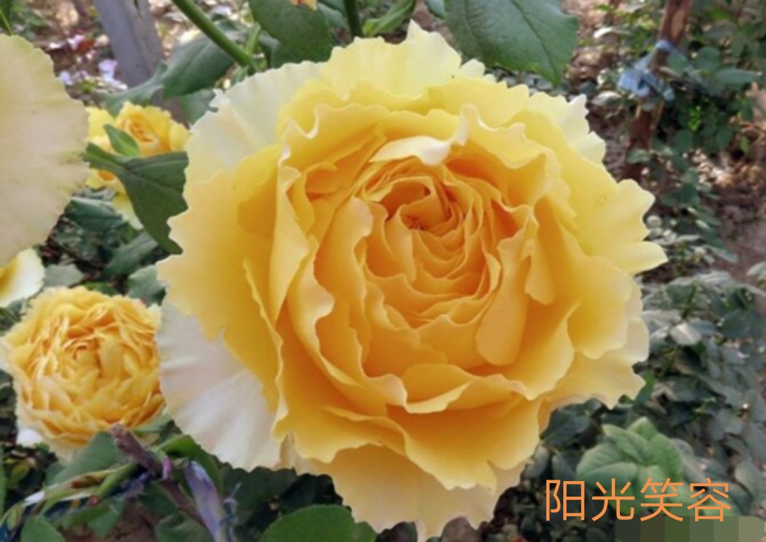 适合做切花的月季品种,十大公认最好切花月季