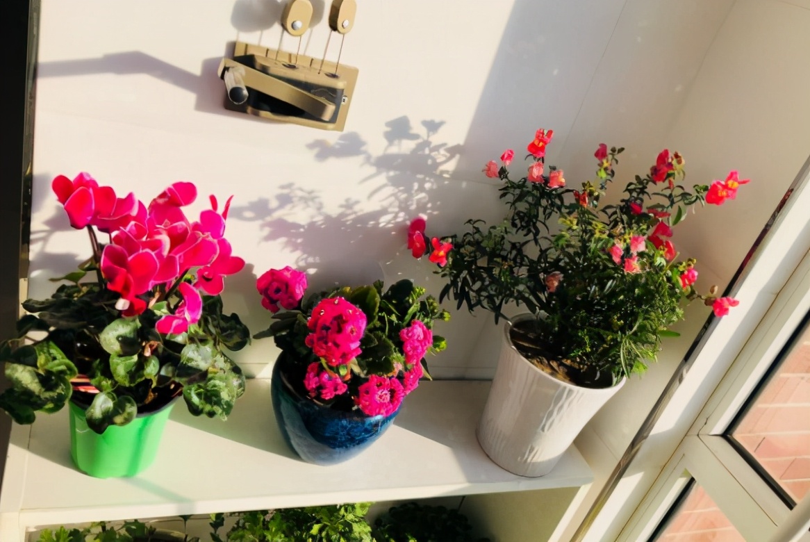 养花的小技巧大全视频,养花知识大全和小技巧