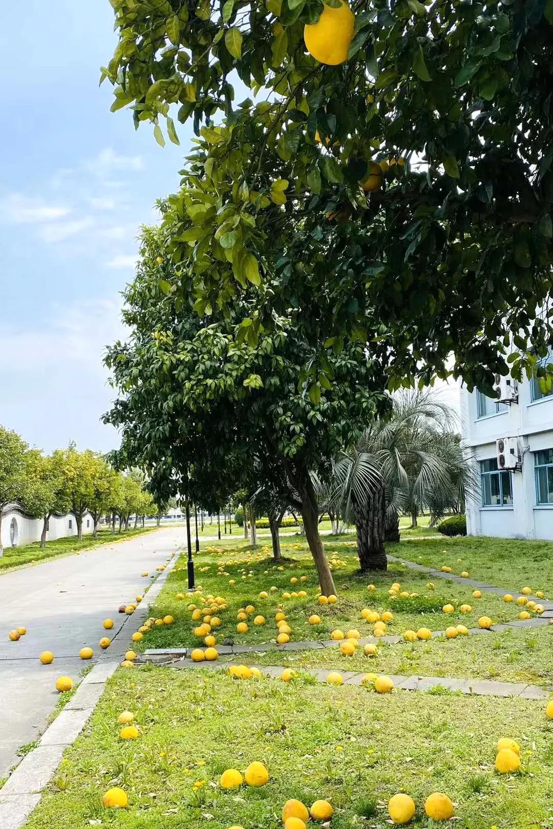 江苏省高校(六十六)苏州大学应用技术学院