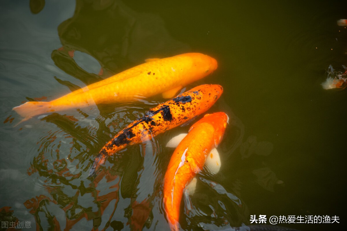 锦鲤不爱游动呆滞怎么回事,锦鲤不活跃不爱吃食是什么情况