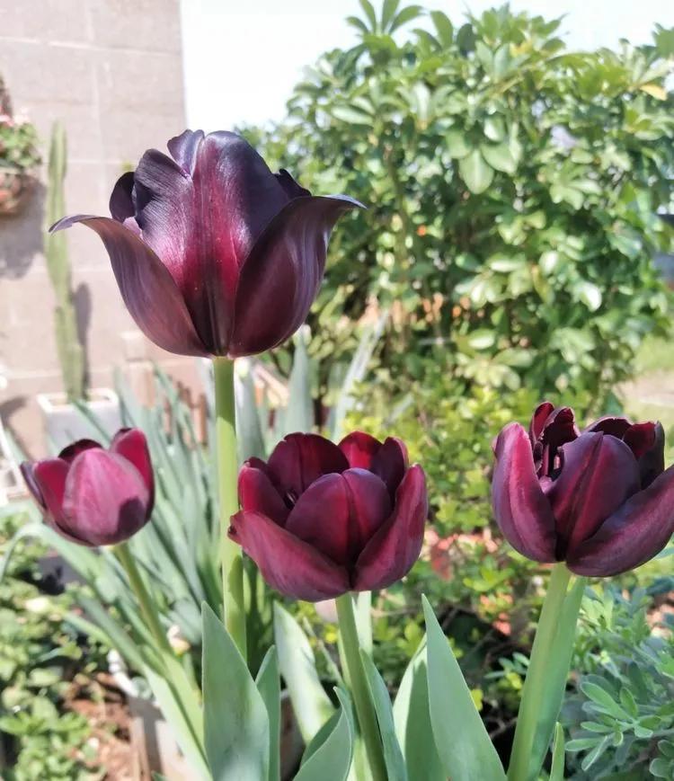 第七届园丁奖,第六届园丁奖奖励