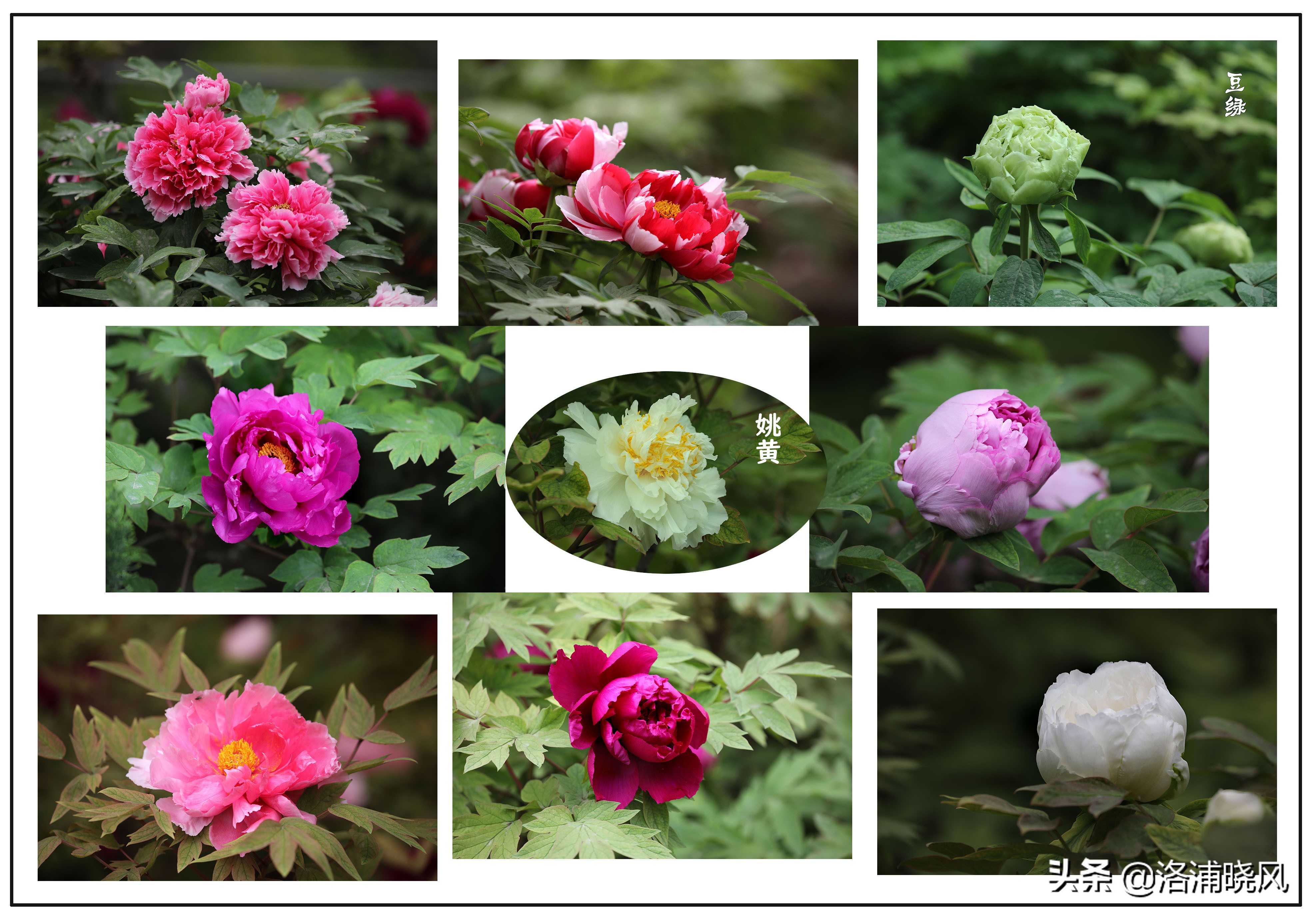 牡丹的名贵品种黑牡丹和绿牡丹,牡丹的稀有品种绿牡丹和黑牡丹