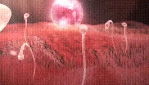 显微镜下的人类卵子和精子,人类首次拍到卵细胞