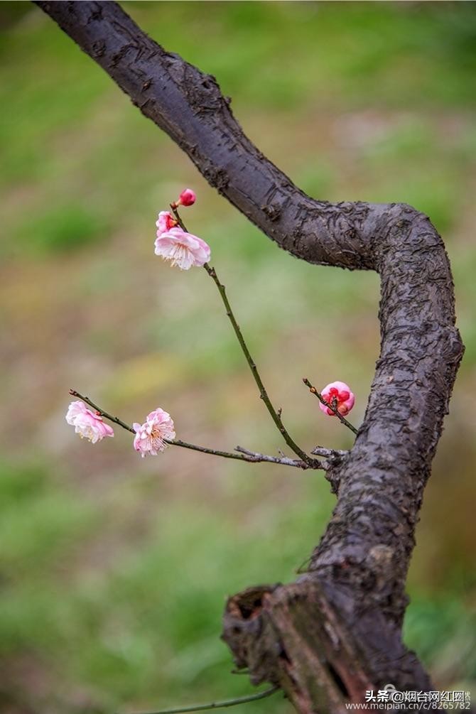 南京梅花山梅花开了吗,来南京梅花山赏梅花