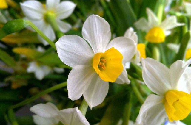 水仙花叶子发黄烂根倒伏怎么办,水仙花叶子发黄种球腐烂怎么救活