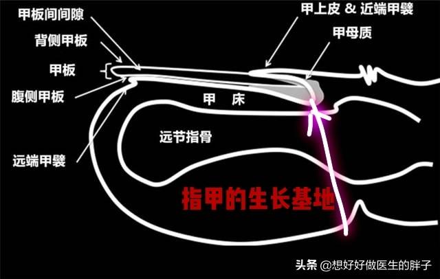 夏日女神们钟爱的美甲安全吗？指甲是如何生长的？医生告诉您