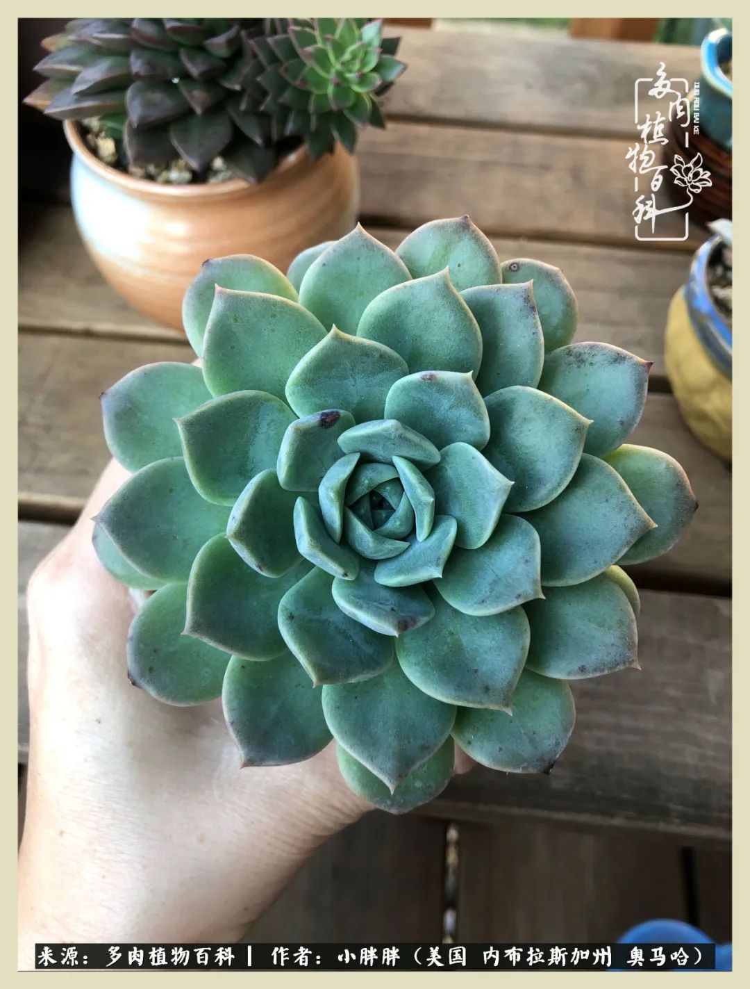 多肉小白入坑攻略,多肉中的鄙视链