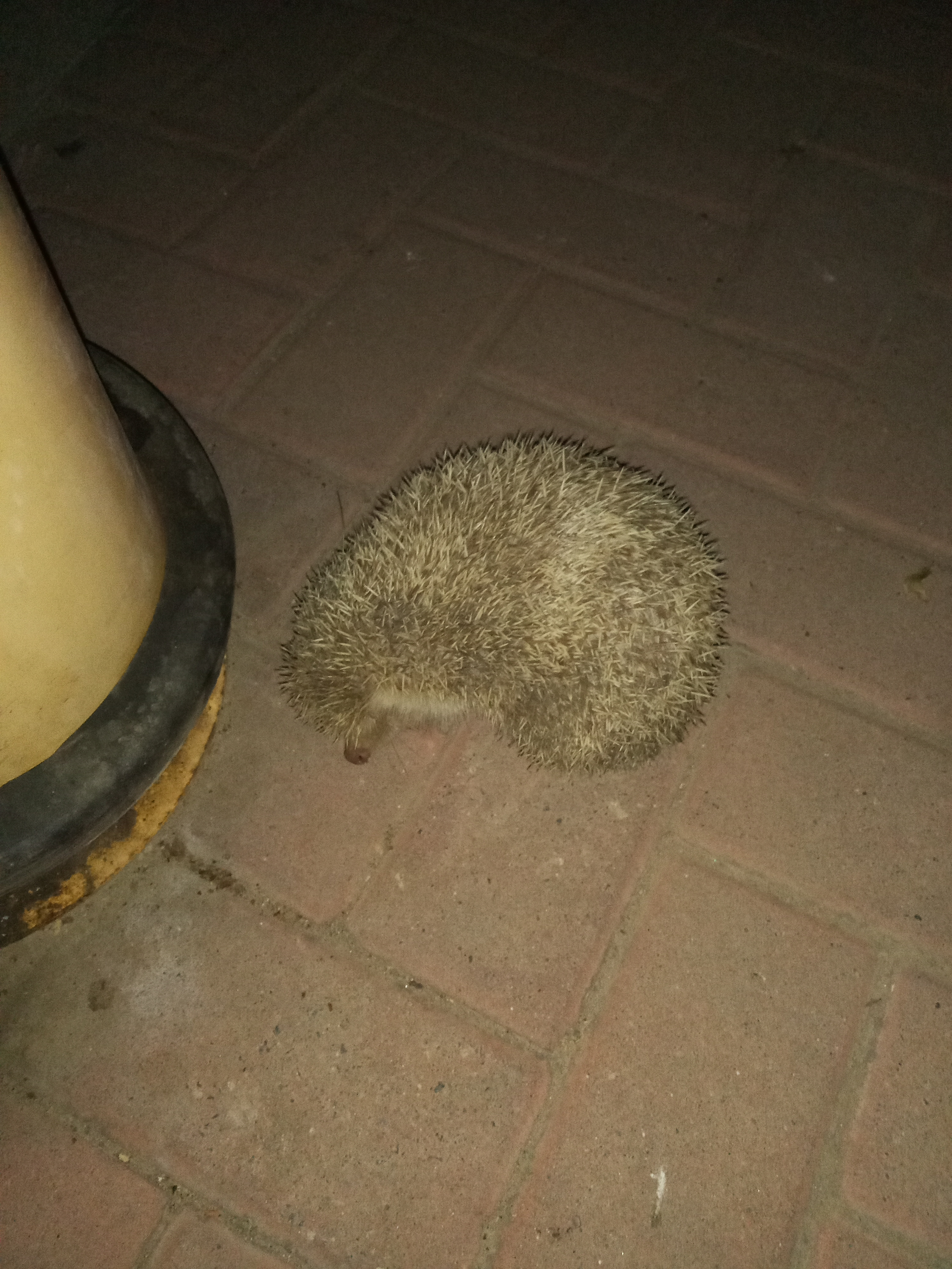 小刺猬奏鸣曲2,小刺猬奏鸣曲钢琴曲