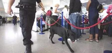 动物世界里最懒的动物是哪个,世上最懒的动物是猪