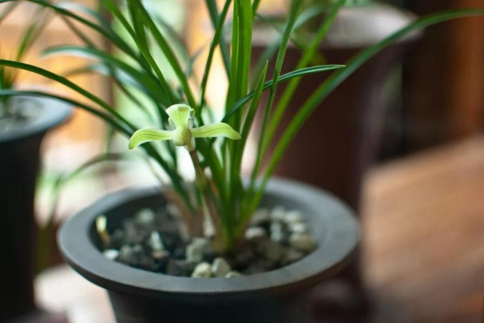 人民币花卉图案分别是什么花,19年第五版人民币花卉