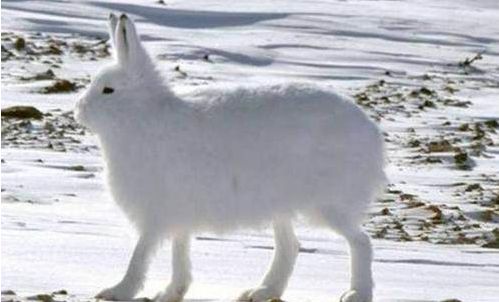 北极兔腿长,北极兔高冷长腿