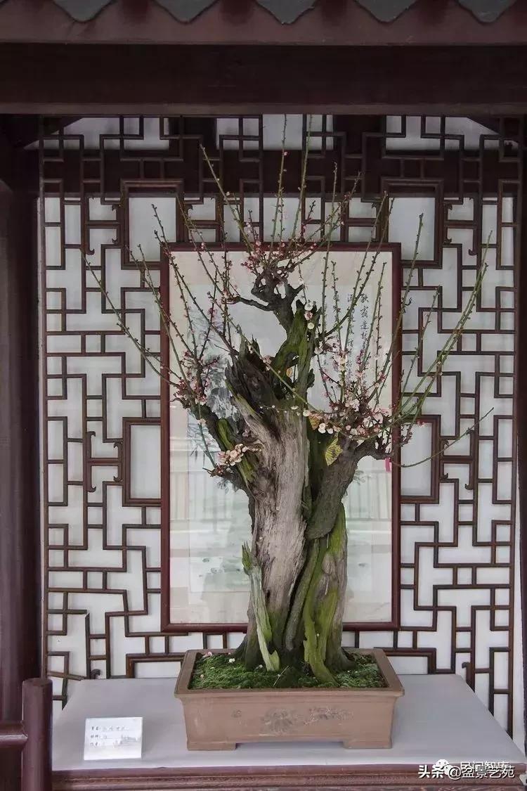 姊呰姳鐩嗘櫙浠锋牸,榫欐父姊呰姳鐩嗘櫙