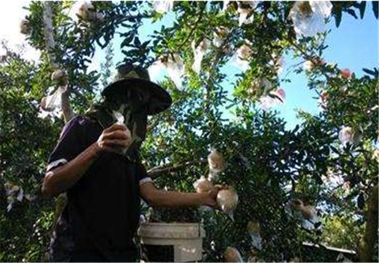 石榴挂果了需要套袋吗,石榴套袋在什么时候进行最好