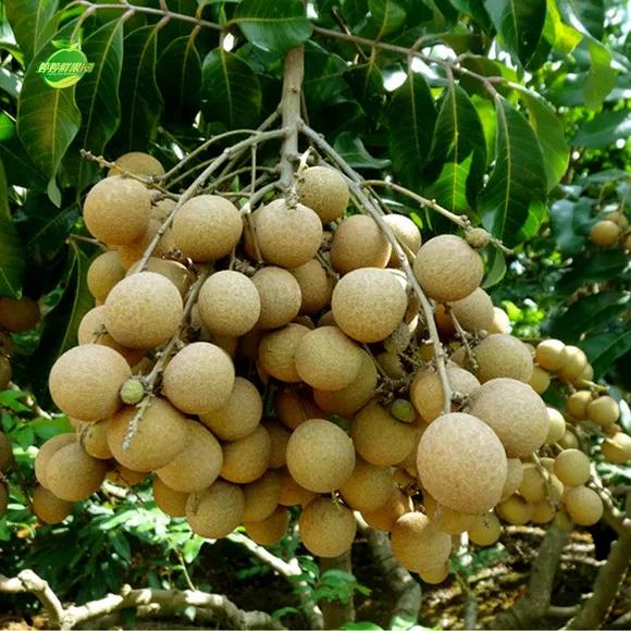 热带水果名单,热带水果王国攀枝花