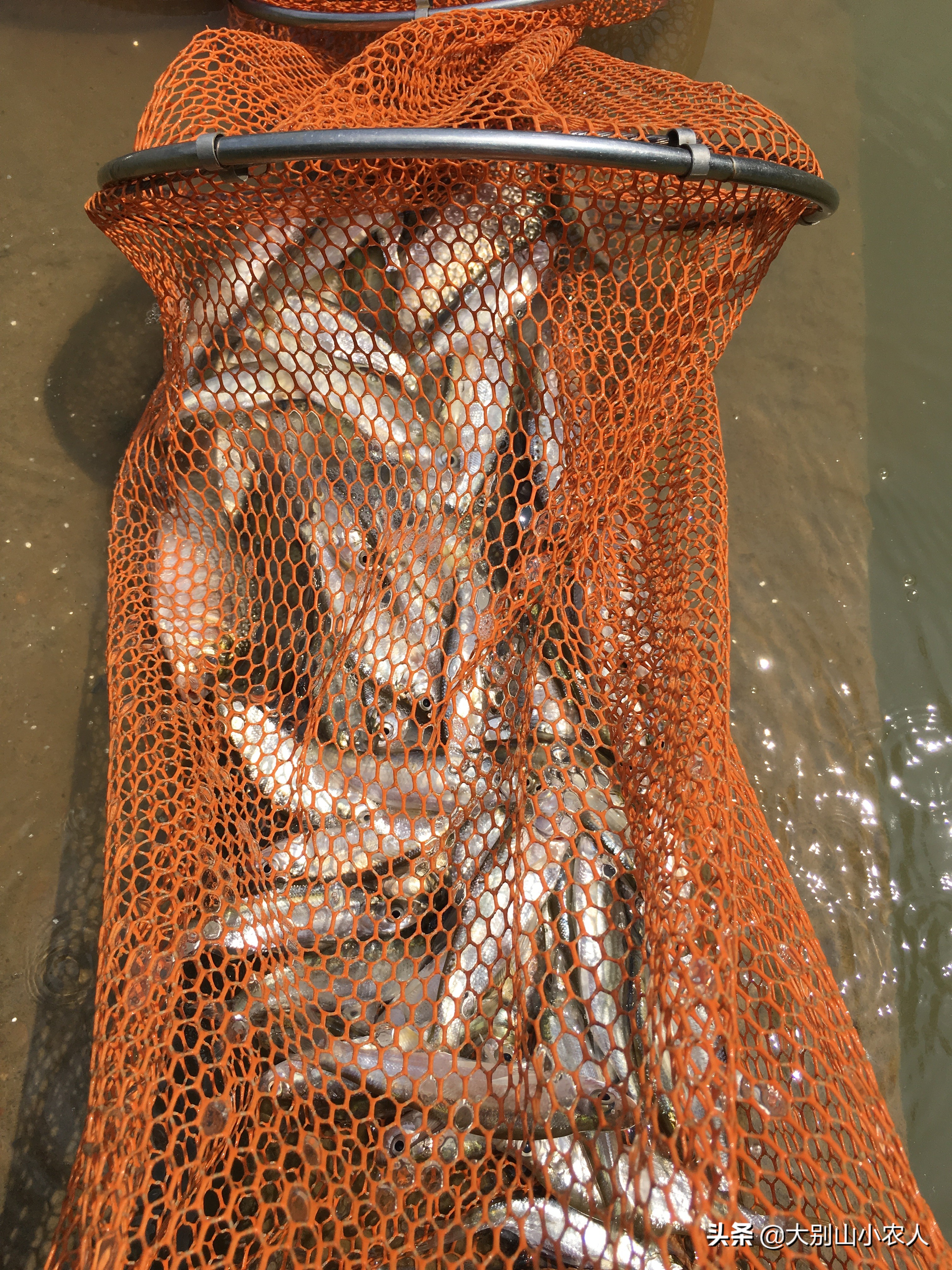 野钓翘嘴的正确方法与技巧,池塘浅水钓翘嘴最好方法