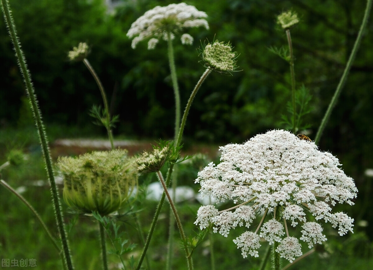 路边1种白花“别乱采”,老农说它危险又迷人,土话叫“雄蛇草”