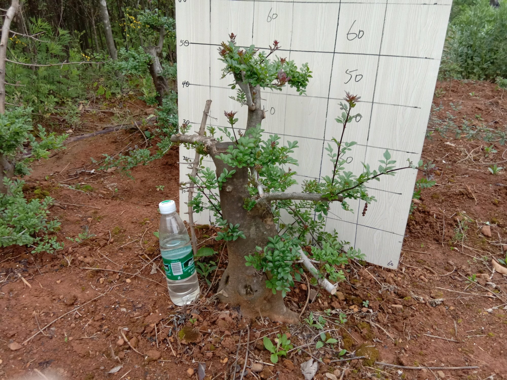 白蜡树叶子枯萎是什么原因,白蜡树叶片枯萎怎么救活