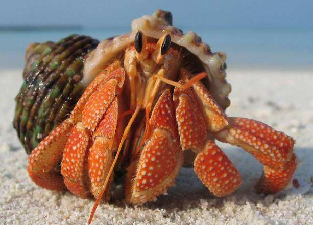 大连长海县海鲜自助,长海县海鲜预订